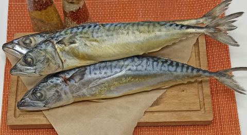 Скумбрия