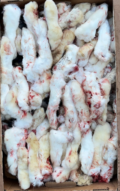 Лапы кролика